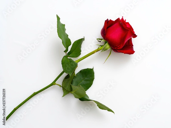 Obraz Single beautiful red rose  on white