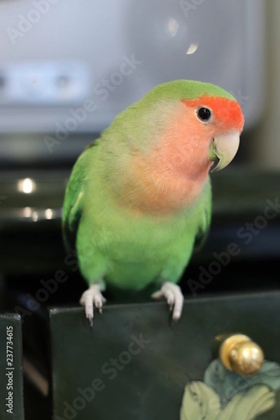 Obraz ラブバード・小桜インコ