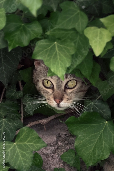 Fototapeta Tabby cat poked its snout out of the leaves