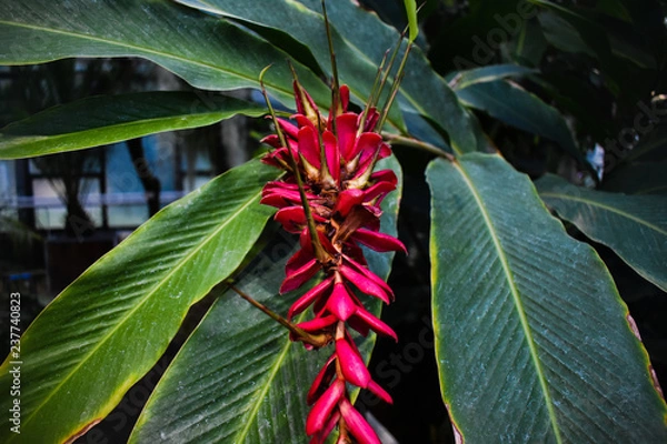 Obraz flower in garden