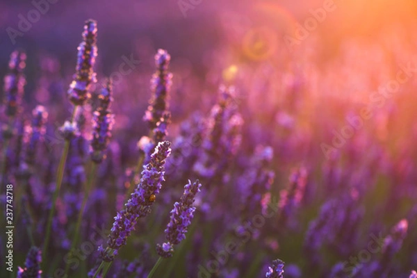 Obraz field of purple flowers