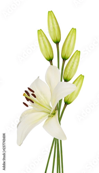 Fototapeta lily flower