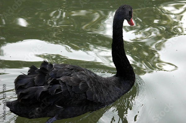 Obraz cisne negro