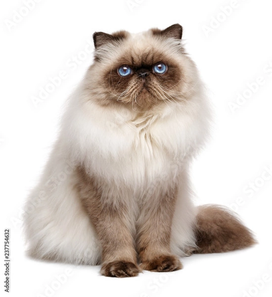 Fototapeta Beautiful 1 year old seal colourpoint persian cat
