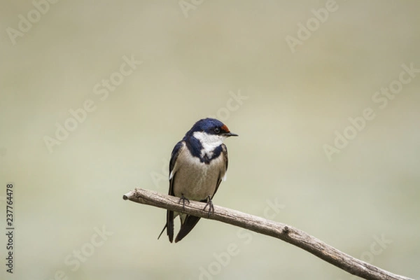 Fototapeta White Necked Swallow on a log