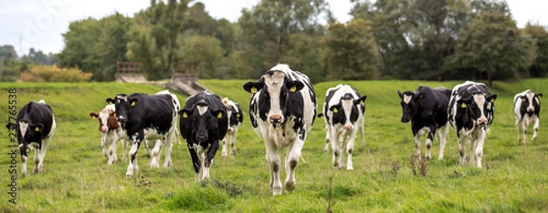 Obraz Black and white cows in a grassy field