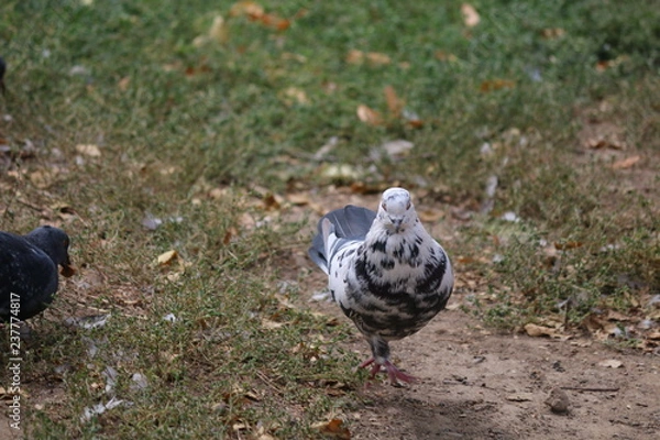 Obraz pigeon on grass