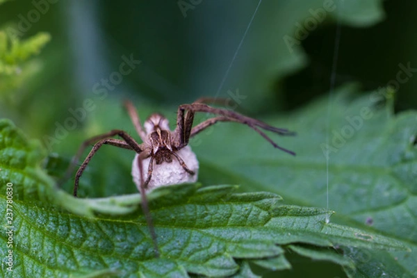 Fototapeta Spinnen