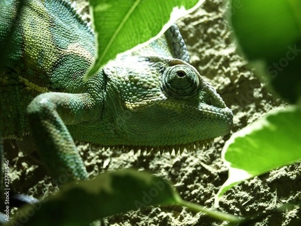 Fototapeta chamäleon,