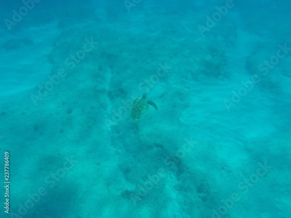 Fototapeta DCIM\106GOPRO