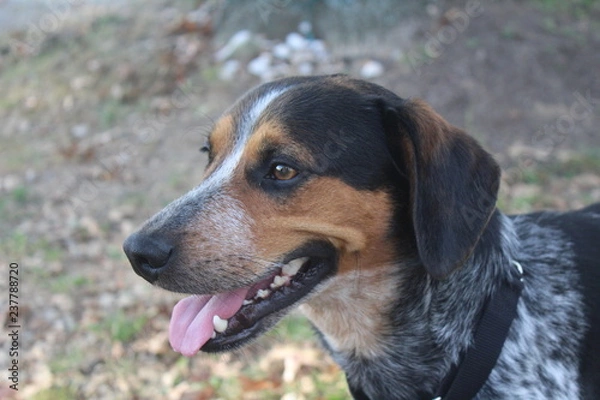 Obraz Hunting dog