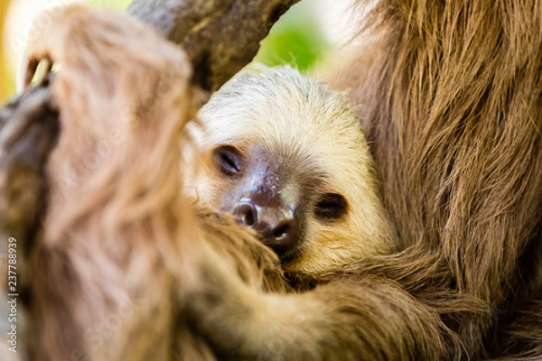 Fototapeta Sleeping two-toed solth