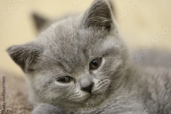 Fototapeta British Blue Kitten