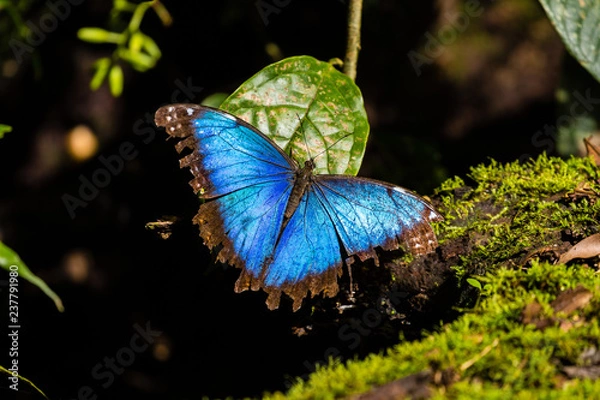 Fototapeta Blue Morpho Butterfly sunning on a leaf