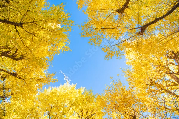 Obraz イチョウ並木　青空