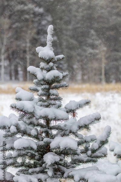Fototapeta Small blue spruce pine tree with snow falling