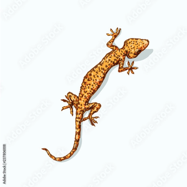 Fototapeta Gecko is sitting on flat gray surface. Vector illustration isolated on background. Reptile llustration for prints, t-shirt, books, textile, clothes	