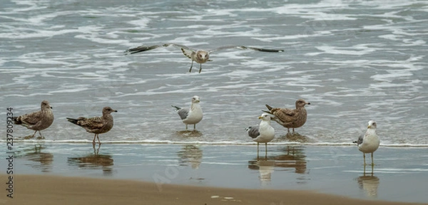 Obraz Seven sea gulls looking for some action
