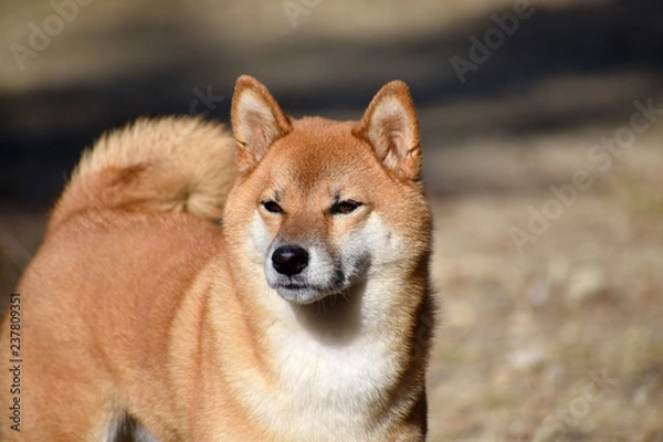 Obraz 柴犬・真顔