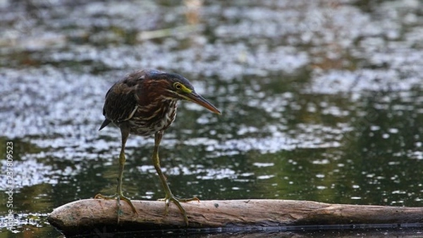 Fototapeta Green Heron