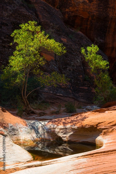 Obraz Small pond and green tree amidst dry desert sandstone 