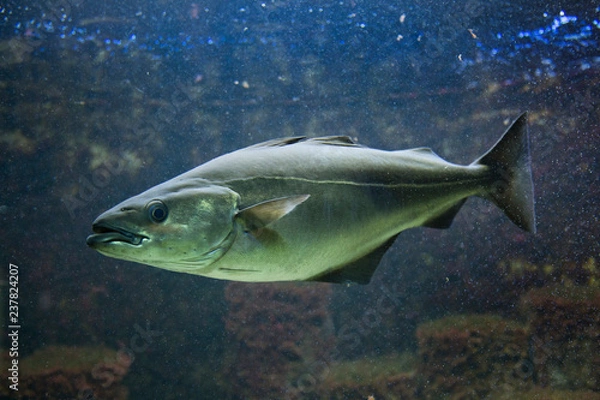 Obraz Saithe (Pollachius virens).