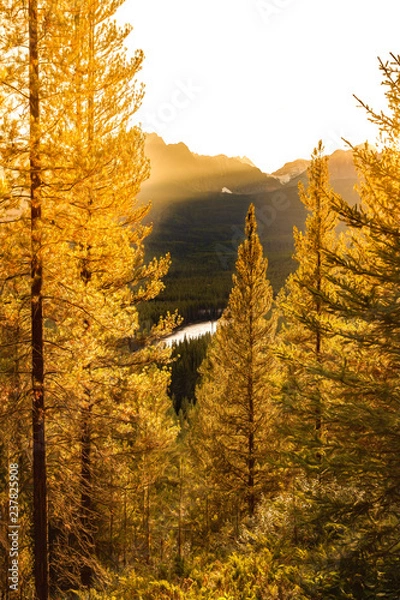 Obraz Golden Sunlight