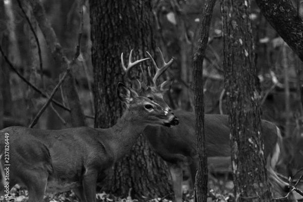 Fototapeta deer in forest, buck with a doe, white tail deer in black and white pose.