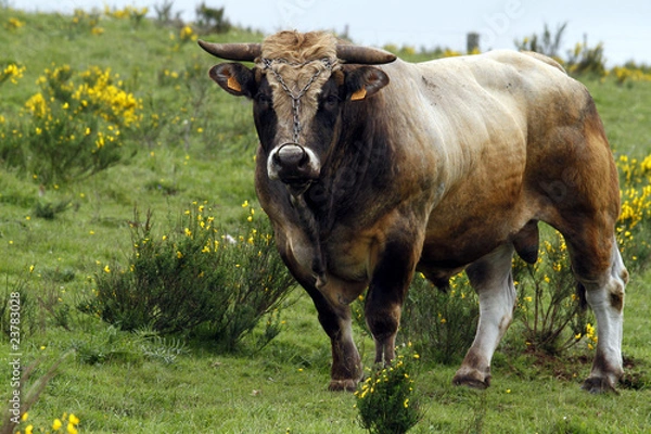 Obraz Taureau Aubrac