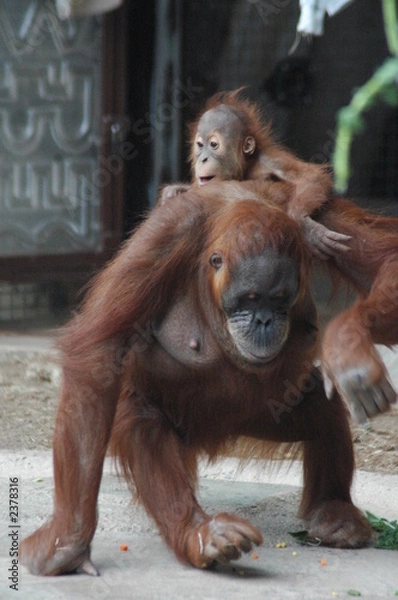 Fototapeta mother and baby orangutang