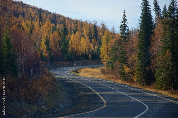Obraz Road in the forest