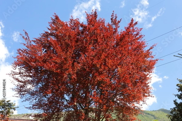 Obraz The big Red beech