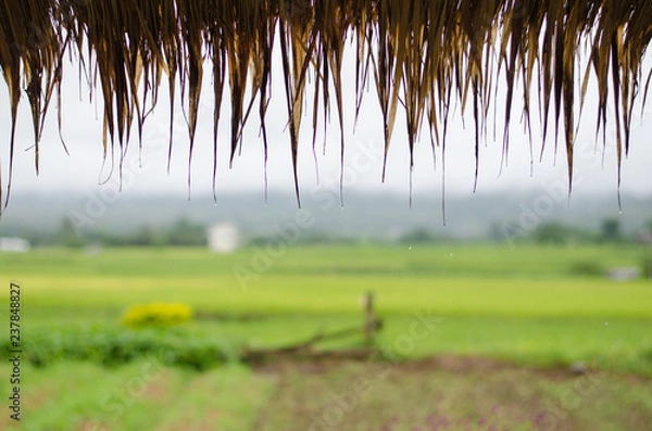 Fototapeta rice field background
