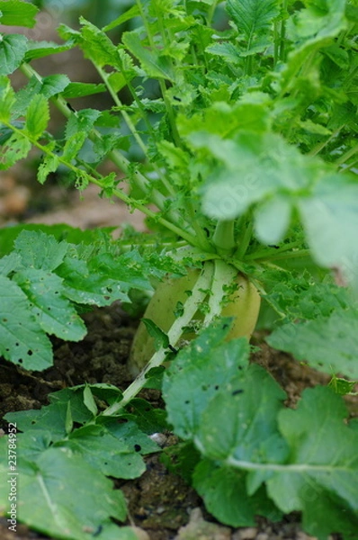 Fototapeta ダイちゃん