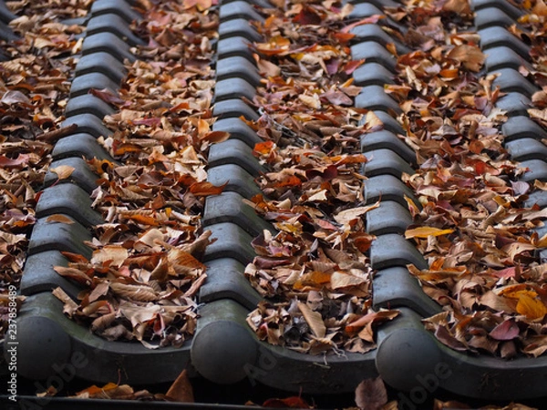 Obraz 屋根の上の枯れ葉