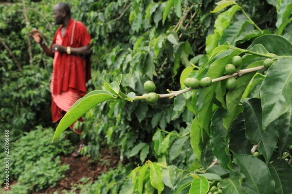 Fototapeta raw coffee beans located in a farm at northern Tanzania where the weather and soil are ideal for coffee growing/ coffee plantation north of Tanzania 