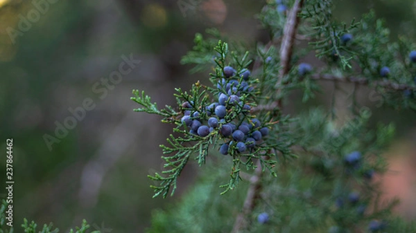 Fototapeta Red cedar tree berries in bunches on the tree in late fall