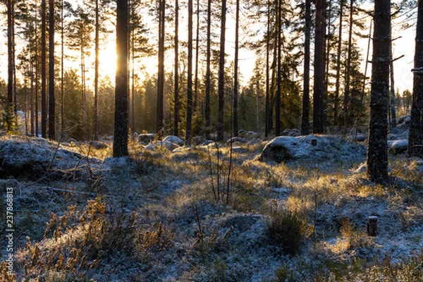 Fototapeta Frosty autumn forest in the morning