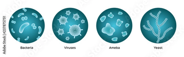 Fototapeta bacteria viruses ameba yeast icon vector