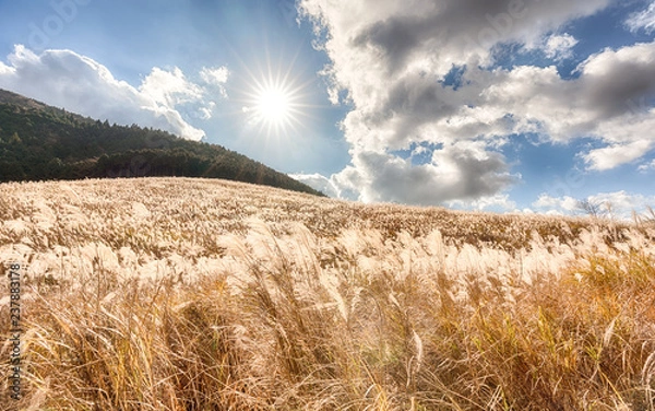 Obraz 仙石原のススキ