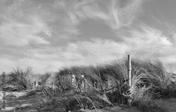 Fototapeta Close up of sand dunes with dune grass