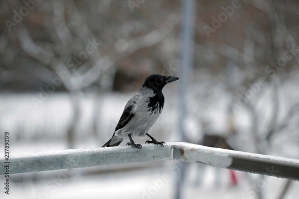 Fototapeta crow on a branch