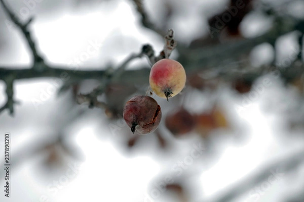 Obraz Apples on winter