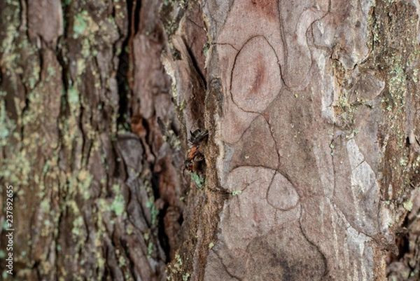 Fototapeta old dry tree trunk stomp texture with bark