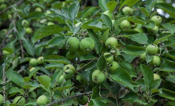 Fototapeta Green apples on a branch ready to be harvested, outdoors, selective focus