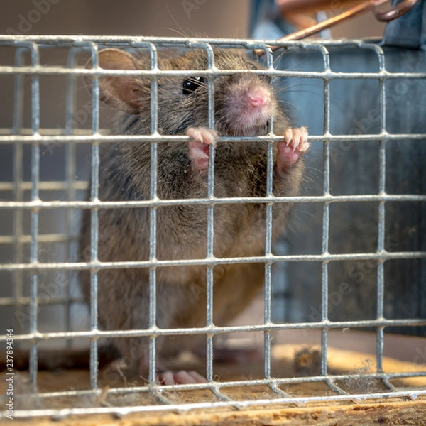 Fototapeta Little mouse sits trapped in a wire trap against blurred background
