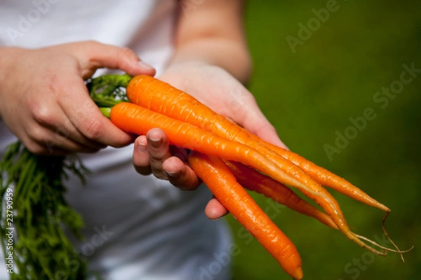 Obraz Fresh carrots