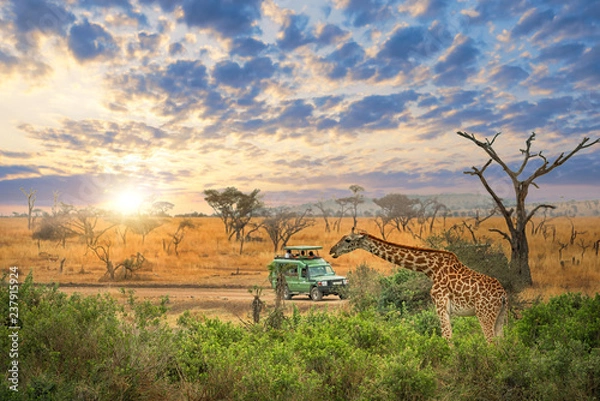 Obraz Game drive of Tanzania with amazing sky and sunrise