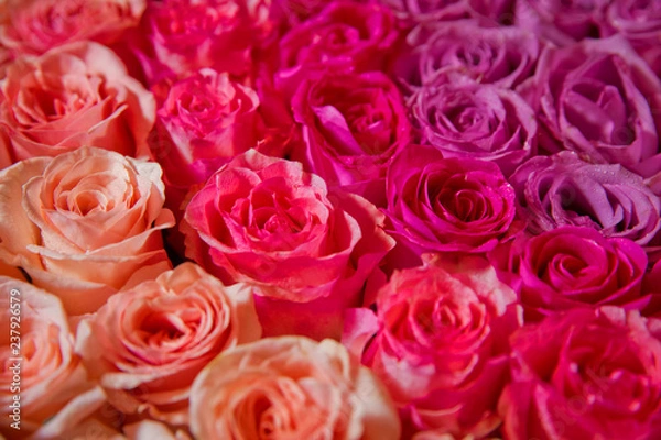 Fototapeta Beautiful pink and red roses with drops of water . pink and red natural roses background . pink and red rose background. Natural horizontal pattern. Flower wall. Close-up of huge pink and red roses