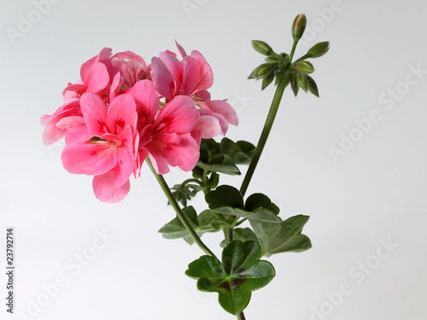 Obraz geranium